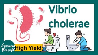 Vibrio cholerae  pathogenies  How does cholera toxin work  Diagnosis and treatment  USMLE [upl. by Bremen637]