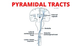 Pyramidal Tract  Lateral and Anterior Corticospinal Tracts [upl. by Nassi130]