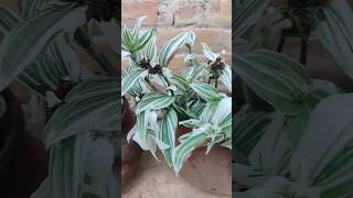 Tradescantia Plant ☘️ shorts trending viral youtubeshorts foryou plant green [upl. by Sille633]