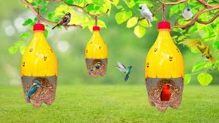 how to make bird feeder  DIY homemade plastic bottle Bird feeder bird house [upl. by Etnoved]