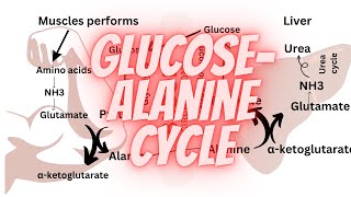 Glucose alanine cycle  Amino acid metabolism [upl. by Enortna]