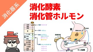 消化酵素と消化管ホルモンの覚え方 [upl. by Hardigg]