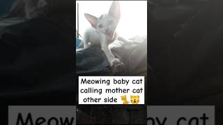 Meowing baby cat calling mother cat other side cat meow baby cat mother and kittens [upl. by Mit]