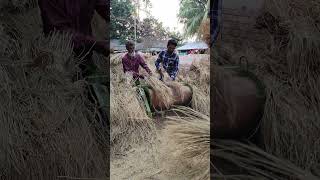 Rice threshing in Bangladesh [upl. by Ullyot]