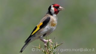 Cardellini fiori e spine Carduelis carduelis [upl. by Annadiana]