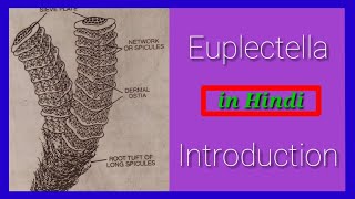 Euplectella Introduction in Hindi [upl. by Den]