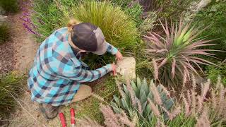 How to Prune Lomandra Part 2 Light Prune [upl. by Arlan]