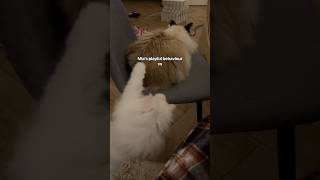 Jerrie just plays differently😅 cats catvideos funny [upl. by Aicatsanna]