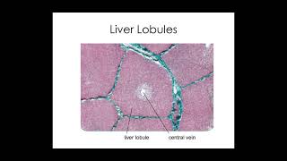 512 Excretion b PART 1 Liver histology and function [upl. by Wicks]