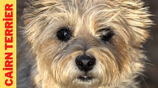 Caractéristiques De La Race De Cairn Terrier 🐾 [upl. by Elrak]