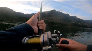 Plunking Chinook Salmon Columbia River  Fall 2022 [upl. by Witha]