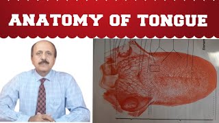 Anatomy Of Tongue  Oral Cavity Parts  Dr Sultan Badar Munir [upl. by Emersen]