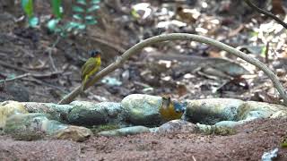 Flame throated bulbul amp orange headed thrush  vanoshi Birdhide [upl. by Anika]