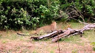 Maduru Oya National Park in Sri Lanka [upl. by Gnilyarg]