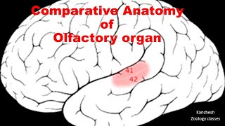 57 comparative anatomy of olfactory organ in vertebrates [upl. by Jak]