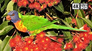 Rainbow Lorikeet Sounds  Colorful Cute and LOUD [upl. by Akkeber]