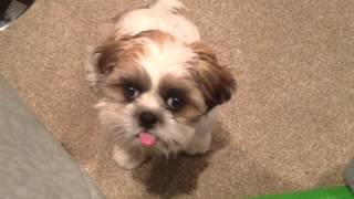 Shih tzu puppy sticking his tongue out on command [upl. by Ylrevaw]