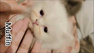 How to deworm your cats  Everything You Need to Know About Deworming Cats  Dr Safeer [upl. by Micaela36]