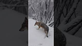 Czechoslovakian Wolfdog Let it snow [upl. by Grogan]