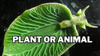 Animals That Can Photosynthesis Like Plants [upl. by Ludlew430]