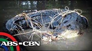 Giant crocodile caught under a house in Palawan [upl. by Hijoung]