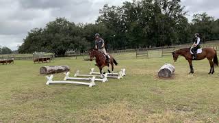 This cavaletti exercise is great for developing a young horse into jumping [upl. by Nahshun]