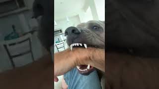 Thai Ridgeback dog🐶🐕 playing a bit roughly with me 😂😂👍😅🦮🦮 [upl. by Eelam]