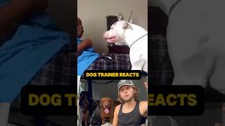 ⚠️ DOG TRAINER REACTS ⚠️  Aggressive dog Bishop almost attacks woman dog reaction [upl. by Jobi]