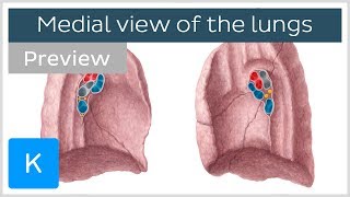 Lungs  Medial views structure and function preview  Anatomy  Kenhub [upl. by Enyawd924]