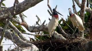 Jabiru Jabiru mycteria Costa Rica [upl. by Yetta280]