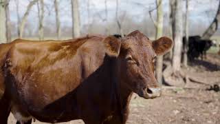 Alimentazione degli animali cosa mangiano le mucche farm farmer [upl. by Ludwog]