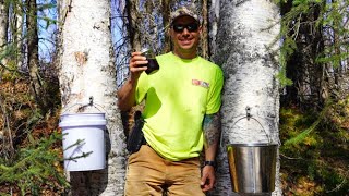 Harvesting Birch Sap amp Making Syrup [upl. by Tlaw]