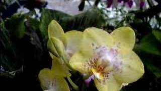 Phalaenopsis Orchid Care Made Easy [upl. by Finbar]