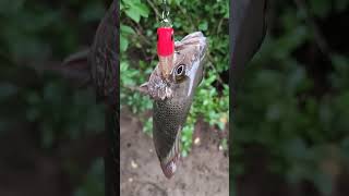 Hungry snapper on popper in goa India [upl. by Byrn]