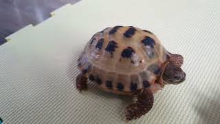 Trunky the Horsefield Tortoise exploring after bath veronikakoleva2372 [upl. by Alves494]