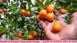 Health Benefits of chinesecalamondin orange CITY GARDENING [upl. by Airan]