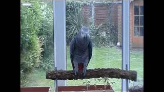 Talking Parrot  British Accent  Funny [upl. by Maleen466]