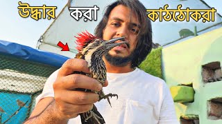 Deshi Tarzan  Vlog 13 [upl. by Animrelliug]