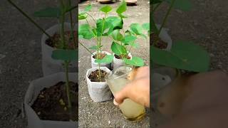 ছত্রাকজনিত রোগ দমনে চারা শোধন পদ্ধতি  seedlings treatment by fungicide চারাশোধন [upl. by Adnerb359]