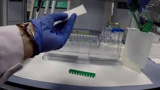 Preparation of a polyacrylamide gel   UPV [upl. by Notlad778]