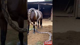 quotBoa Constrictor Captured on Video Asphyxiating Horse in Shocking Incidentquot [upl. by Koehler]