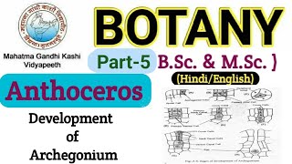 Development of Archegonium in Anthoceros Anthoceros Archegonium DevelopmentBSc 1st year Botany [upl. by Alegnatal]