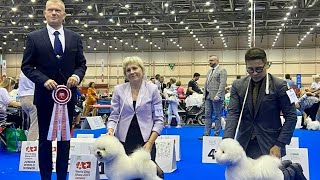 WORLD DOG SHOW BICHON COMPETITION WW amp vWW  MAXX VON GOLDEN SUN FROM INDONESIA🇮🇩 [upl. by Ainegue]