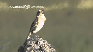 Nelsons Sparrow [upl. by Nudnarb545]