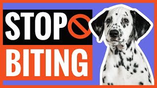 Tips To Make Your Dalmatian Puppy Bite Less [upl. by Gerladina421]