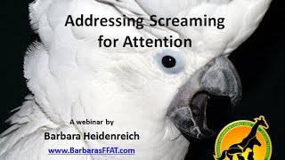 Addressing Parrots Screaming for Attention  Webinar Clip [upl. by Annaeerb]