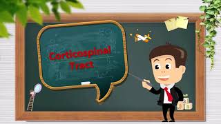 pyramidal tract part 1 corticospinal tract [upl. by Ynnavoj]