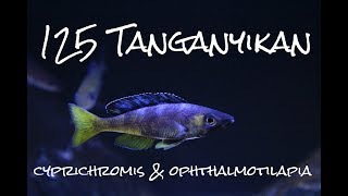 125 Lake Tanganyika Cyprichromis amp Ophthalmotilapia [upl. by Torrie]