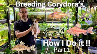 Breeding Corydoras My Way does it work [upl. by Kciderf]