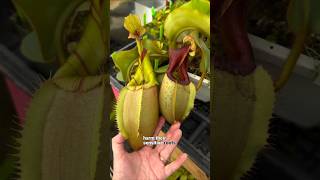 Soil Mix Fertilization amp Repotting of Nepenthes carnivorousplants nepenthescare [upl. by Feodor]